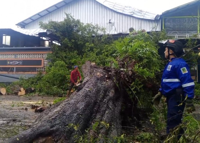 Pengemudi Truk Pasrah, Dua Kali Terjebak Pohon Tumbang di Jalur Cirebon-Kuningan