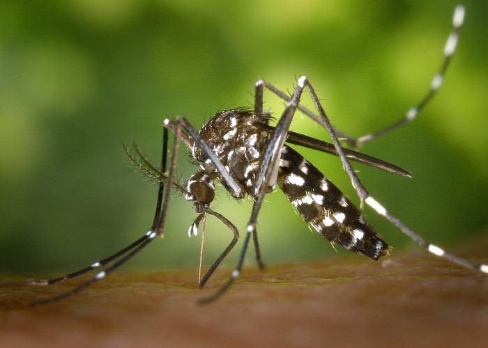 Kenali 4 Tempat Berkembang biak Jentik Nyamuk di Rumah, yang Perlu Diwaspadai!