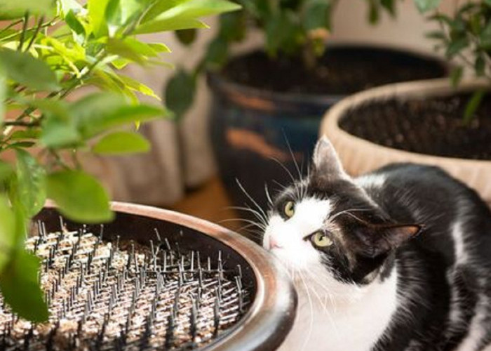 6 Cara Ampuh Mengusir Kucing Liar Menggunakan Tanaman, Yuk Simak Disini 