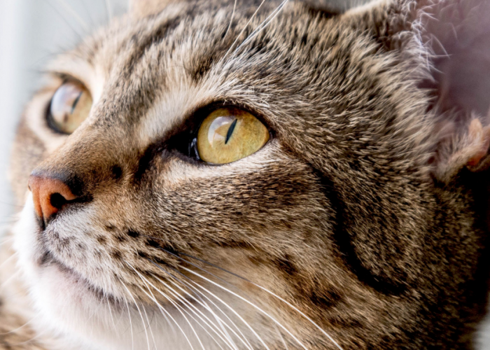 5 Penyebab Mata Kucing Kampung Belekan, Bukan Berarti Kucing Kotor!