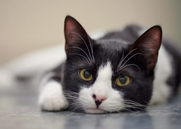5 Cara Mengobati Mata Kucing Belekan Beserta Penyebabnya, Cukup Menggunakan Bahan Dapur?