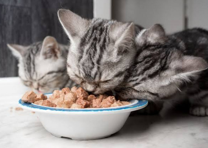 Rekomendasi Makanan Kucing Basah, Cocok untuk Penggemukan Anabul