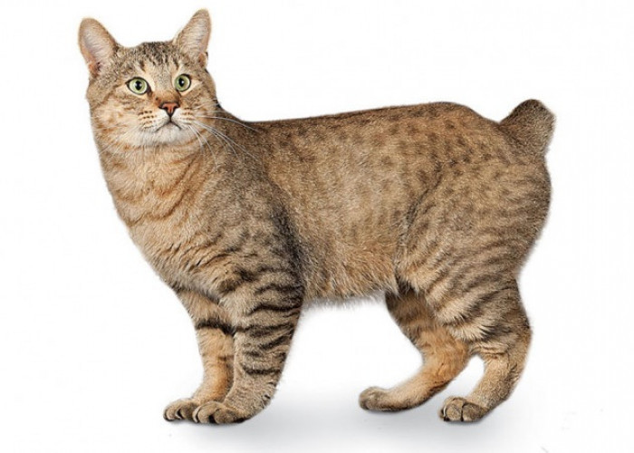 Ternyata Ini Mitos Ekor Kucing Kampung Dipotong, Ekor Pendek Dan Penyebab Ekor Kucing Bengkok!
