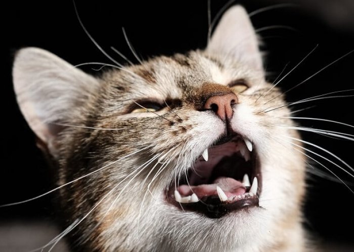 Kucing Suka Meraung Tengah Malam? Ini Arti Suara Kucing Meraung di Malam Hari yang Perlu Catlovers Ketahui!