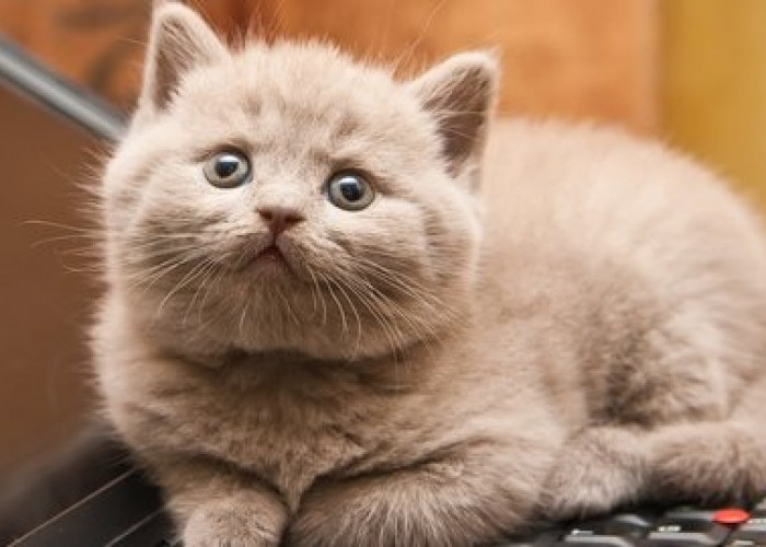 Jangan Biarkan Kucing Merasakan Kesedihan, Berikut Ini 4 Cara Menghibur Kucing Sehingga Merasa Disayangi
