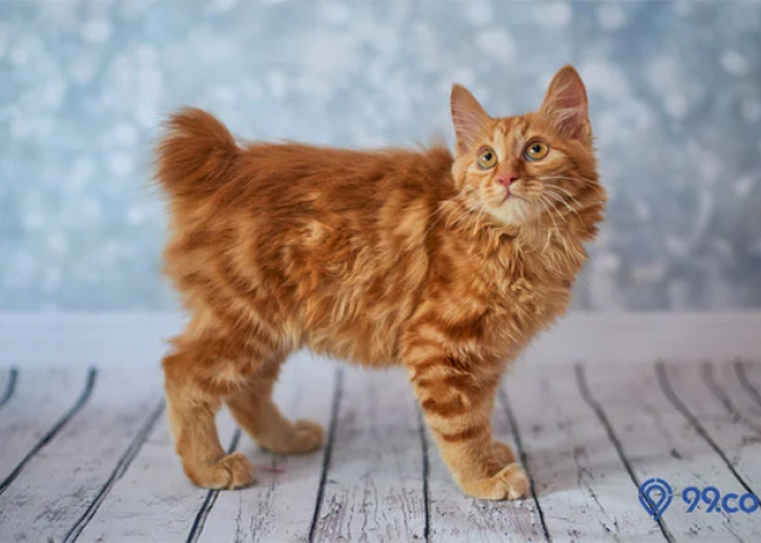 Dipercaya Sebagai Pembawa Keberuntungan, Inilah 4 Fakta Menarik Kucing Ekor Pendek