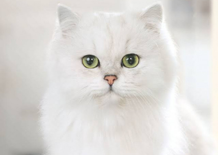 Mengenali Berbagai Penyebab Kucing Anggora Tidak Mau Makan dan Cara Mengatasinya