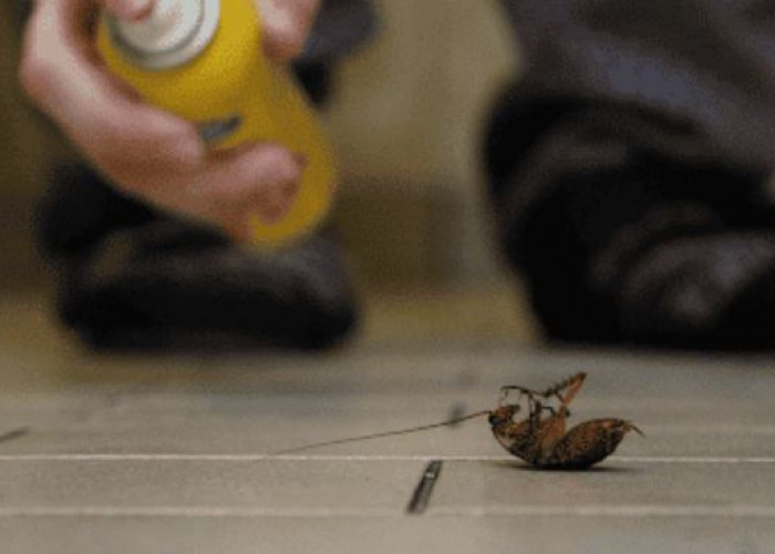 Bersih dan Mudah! Ini 4 Cara Mengusir Kecoa Tanpa Membunuh di Rumah