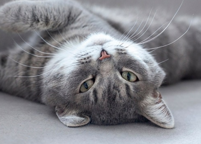 6 Bahasa Tubuh Kucing Untuk Meminta Maaf Berikut Ini, Ternyata Masih Jarang Diketahui! Yuk, Cari Tau