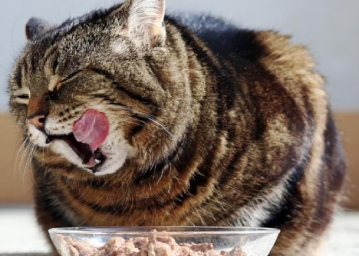 Inilah 7 Cara Menyimpan Makanan Basah Kucing yang Sudah Dibuka agar Nutrisinya Terjaga