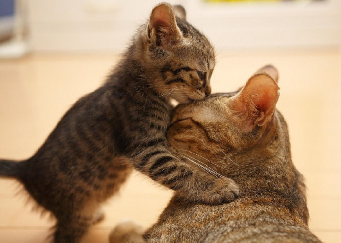 Mengenal Cinta dan Tanda Kasih Sayang Kucing Kepada Kita, Ternyata Ini Yang Dilakukan Kucing Peliharaan Kita
