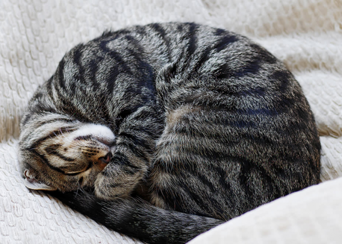 Benarkah Kucing Mampu Menyerap Energi Negatif dan Membawa Keberuntungan pada Pemiliknya?