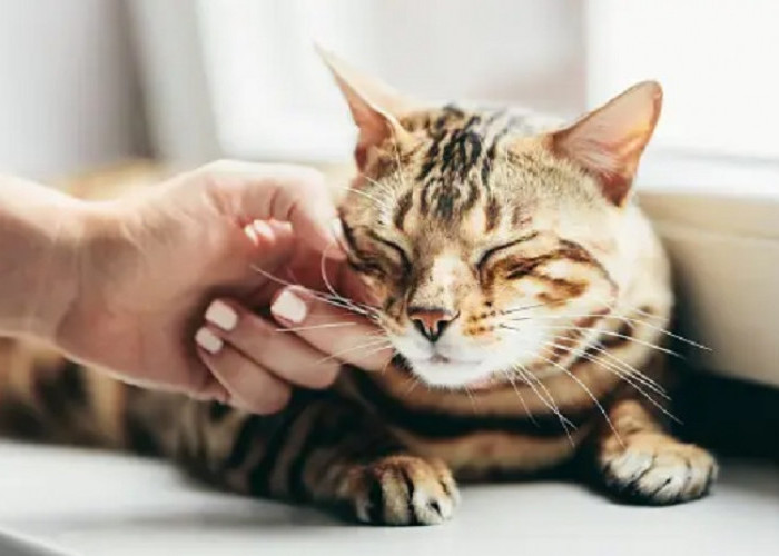 5 Perilaku Kucing Ini Menandakan Bahwa Kucing Sayang Kepadamu, Yuk Simak Disini