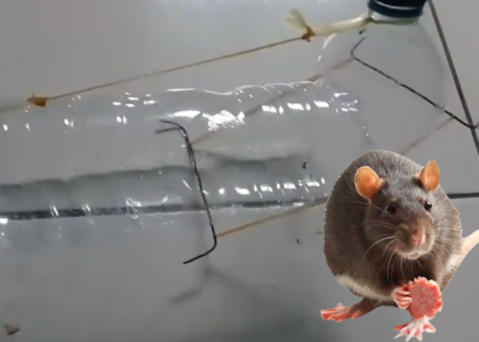 Begini 7 Cara Bikin Jebakan Tikus dari Botol Aqua, Bisa Tangkap Tikus yang Bergerak Gesit