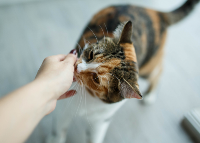 Inilah 5 Cara Menghilangkan Bau Kucing Dalam Rumah, Memelihara Anabul Tanpa Khawatir Bau 