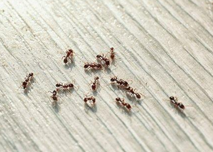 Kenapa Semut Tertarik dengan Makanan Kucing? Simak 4 Alasan dan Cara Mencegahnya Berikut Ini