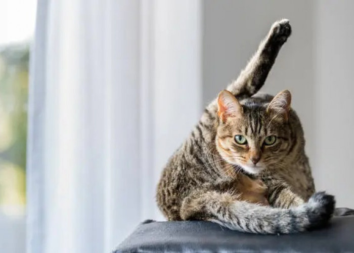 Kucing Bisa Berkomunikasi? Yuk Pahami Gestur Ekor dan Tatapan Kucing Agar Lebih Dekat