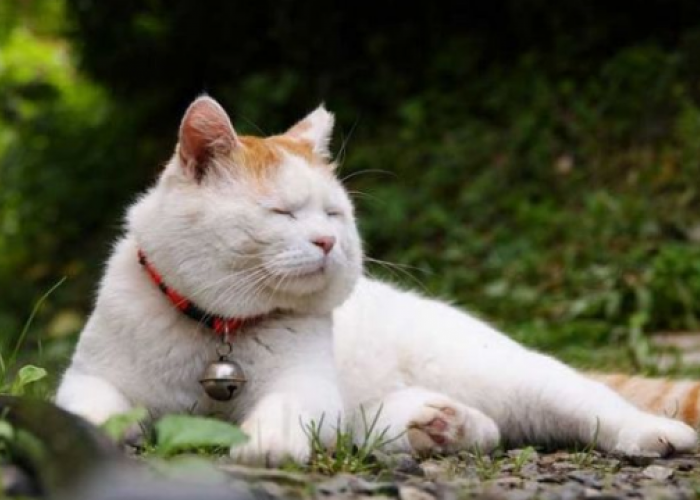 10 Ide Nama Kucing dari Bahasa Jepang, Mulai dari yang Lucu Hingga Berfilosofi!