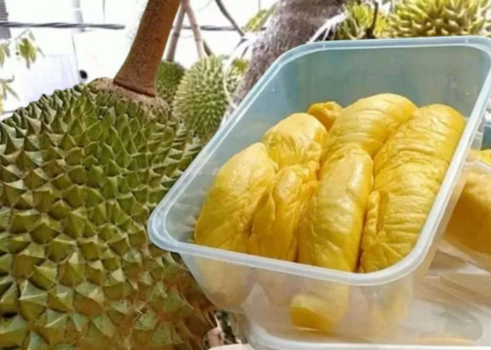 Agrowisata Durian di Majalengka, Ada Durian Lato-lato