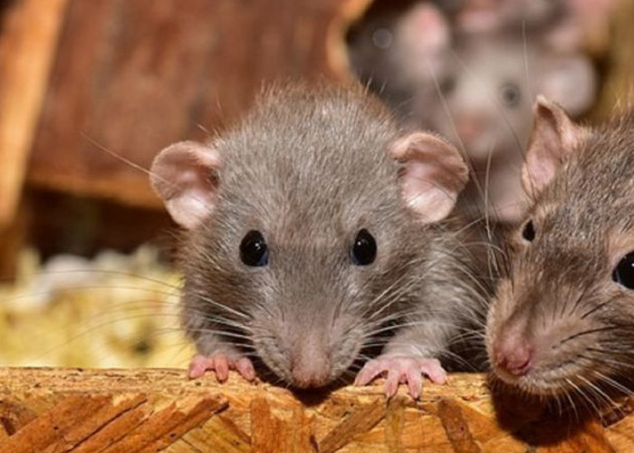 Sering Didatangi Tikus, Berikut 3 Tempat yang Sering Menjadi Sarang Tikus di Rumah 