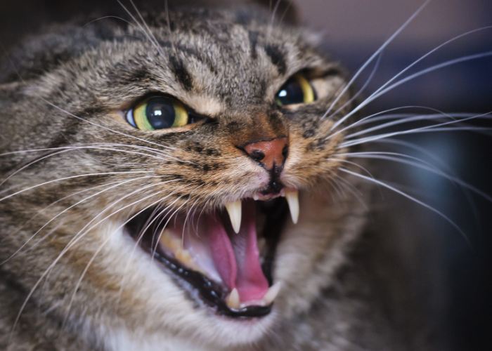 Jarang Ditunjukan! Ini 4 Tanda Kucing Sedang Marah pada Kita, yang Sering Disembunyikan