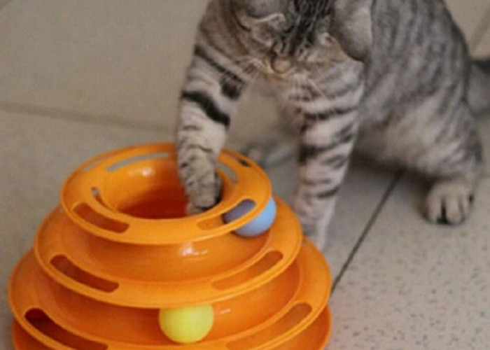 8 Cara Menghibur Kucing Yang Sedang Depresi, Pemilik Kucing Wajib Simak Nih!