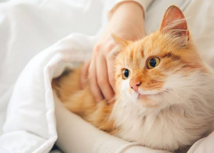 Manfaat Memelihara Kucing di Rumah yang Jarang Diketahui, Bukan Hanya Sekedar Teman Bermain!