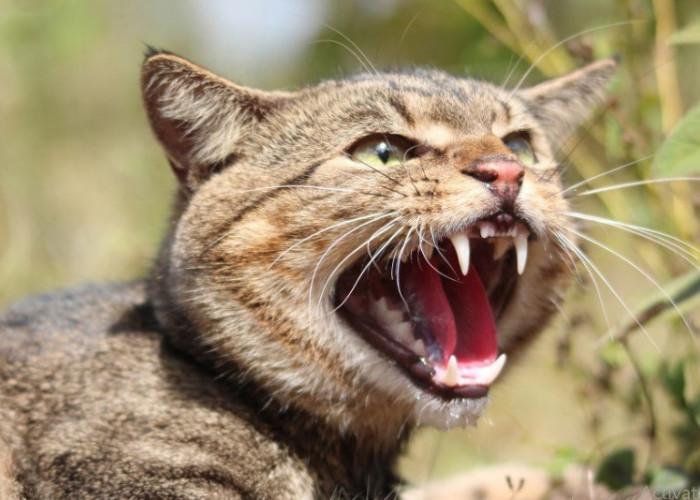 5 Cara Mengatasi Masalah Umum Kucing Liar, Mulai dari Suka Marah Hingga Keluar di Malam Hari!