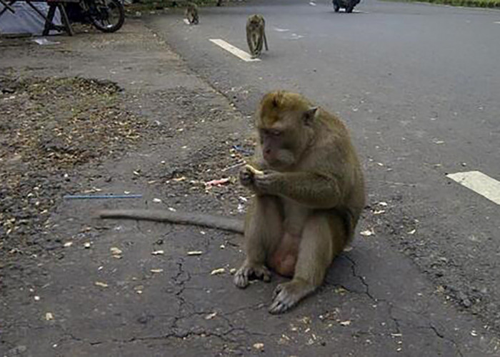 Habitat Monyet Plangon Mulai Terancam