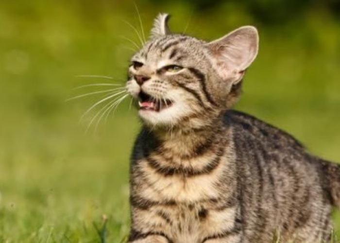 Berikut Ini 5 Jenis Bau yang Dibenci Kucing Liar, Cocok Dipakai Untuk Mengusir Kucing dari Rumah!