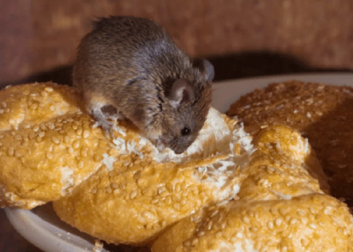 Berikut 5 Makanan Kesukaan Tikus di Rumah, Nomor 3 Ternyata Tikus Suka Permen, Ketahui Yu! Makanan Apa Saja?