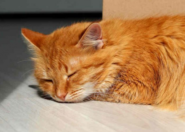 Ternyata Ini 4 Alasan Kenapa Kucing Suka Tidur di Lantai, Daripada di Kasur Kita