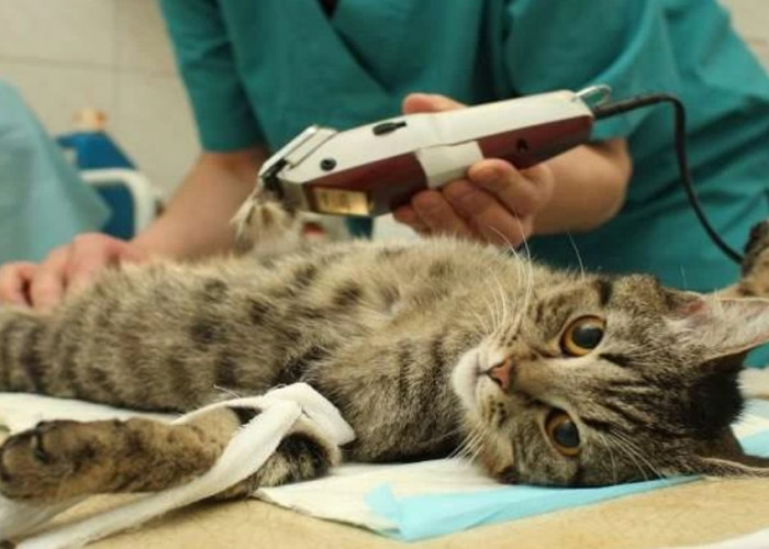 Mengenal Sterilisasi Kucing, Prosedur dan Manfaatnya, Cegah Anabul Hamil Terus