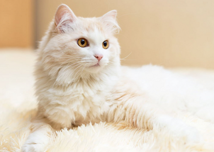 5 Keistimewaan Memelihara Kucing Dalam Ajaran Islam, Mendapatkan Pahala hingga Disayangi Penghuni Langit