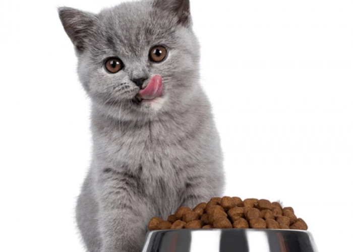 6 Merk Makanan Kucing Yang Bagus Untuk Atasi Bulu Rontok, Buat Bulu Kucing Sehat dan Tidak Mudah Rontok