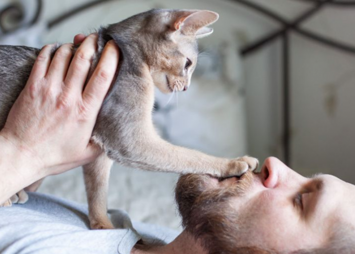Ini 3 Cara Mengajari Kucing Agar Tidak Melawan Pemiliknya, yang Wajib Dilakukan Sedini Mungkin!