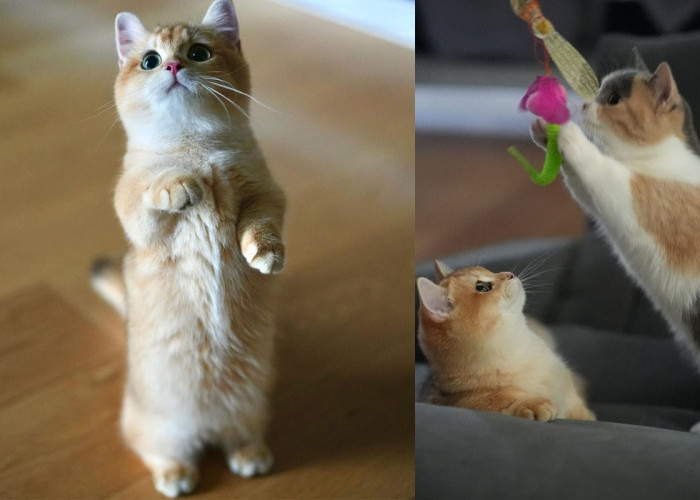 6 Cara Melatih Kucing Berdiri, Kuncinya Sabar, Latih dengan Langkah-langkah Berikut Ini