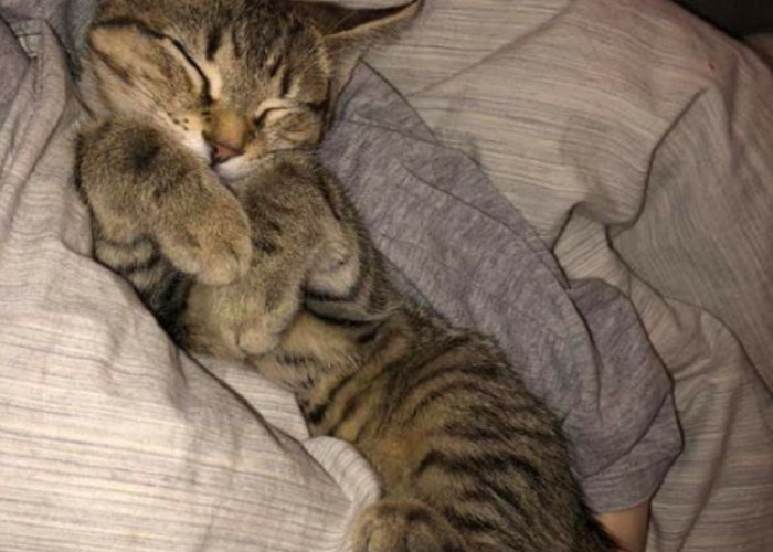 Sering Diabaikan! Ternyata Tidur Bersama Kucing Memiliki Banyak Manfaat, Yuk Simak 6 Manfaatnya Untuk Manusia