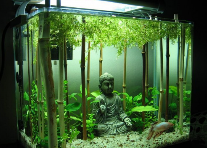 Bambu Keberuntungan Aquascape, Inilah Cara Menanam Tanaman Bambu Hoki di Dalam Aquarium