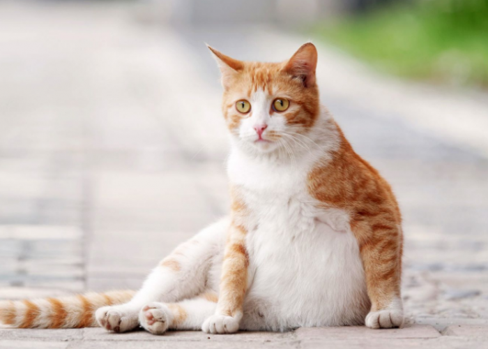Gak Perlu Dikebiri! inilah 5 Cara Mencegah Kucing Betina Hamil Tanpa Steril