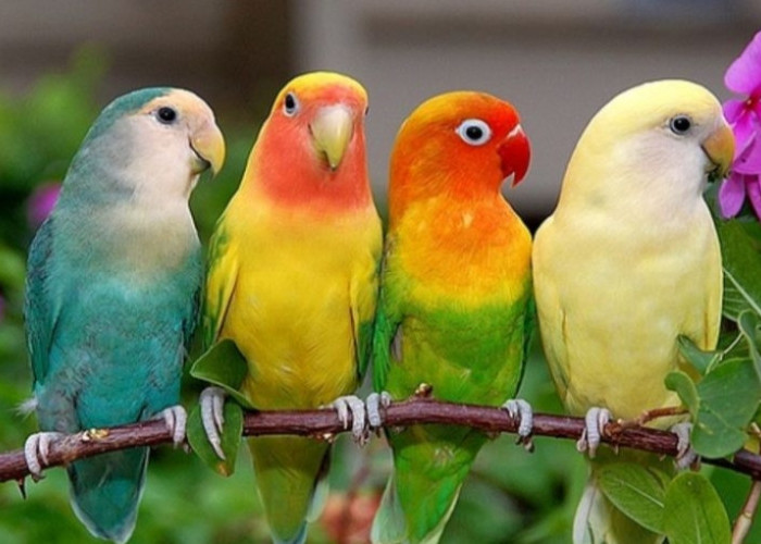 4 Keunikan Burung Lovebird: Si Mungil Penuh Pesona yang Membawa Keberuntungan