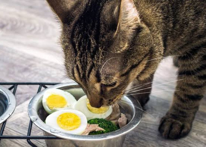 Makanan Kucing Kampung Mudah Ditemukan di Rumah, Sehat dan Bergizi!