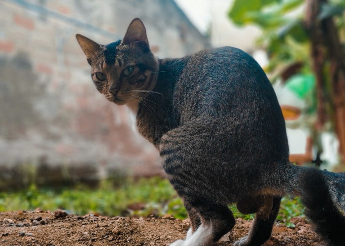 Ternyata Ini Arti Pertanda Kucing Buang Kotoran Sembarangan Depan Rumah, Benarkah Pertanda Buruk?