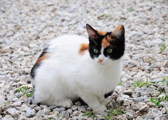 7 Jenis Kucing Pembawa Hoki dan Mendatangkan Rezeki Bagi Pemiliknya, Yuk Kenali Ciri-Cirinya