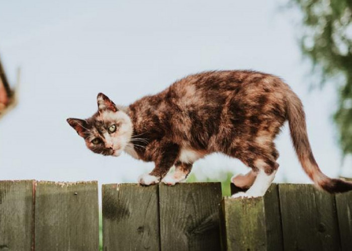 Inilah 5 Penyebab Kucing Kabur Dari Rumah, Ternyata Karena Hal Sepele Ini!