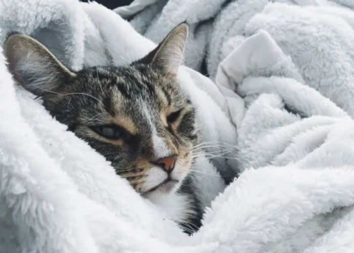 Berikut 7 Cara Mengobati Kucing Flu Tanpa ke Dokter Hewan, Bisa Dilakukan Sendiri di Rumah
