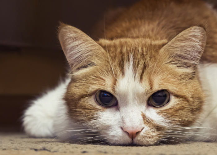 Bikin Terharu! Ini 4 Bahasa Tubuh Kucing yang Sedang Merasa Bersalah pada Pemiliknya