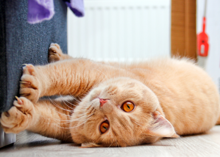 6 Cara Merawat Kucing agar Sehat dan Gemuk, Bikin Anabul Makin Menggemaskan