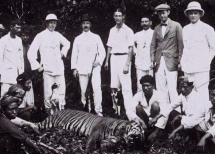 Dinobatkan Sebagai Legenda di Pulau Jawa! Mengenal Lebih Dekat Sejarah dan Mitos Harimau Jawa