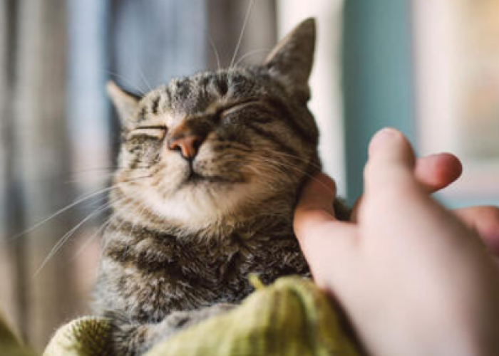 Ini 5 Cara Merawat Kucing Kampung Untuk Pemula, yang Disarankan Dokter Hewan